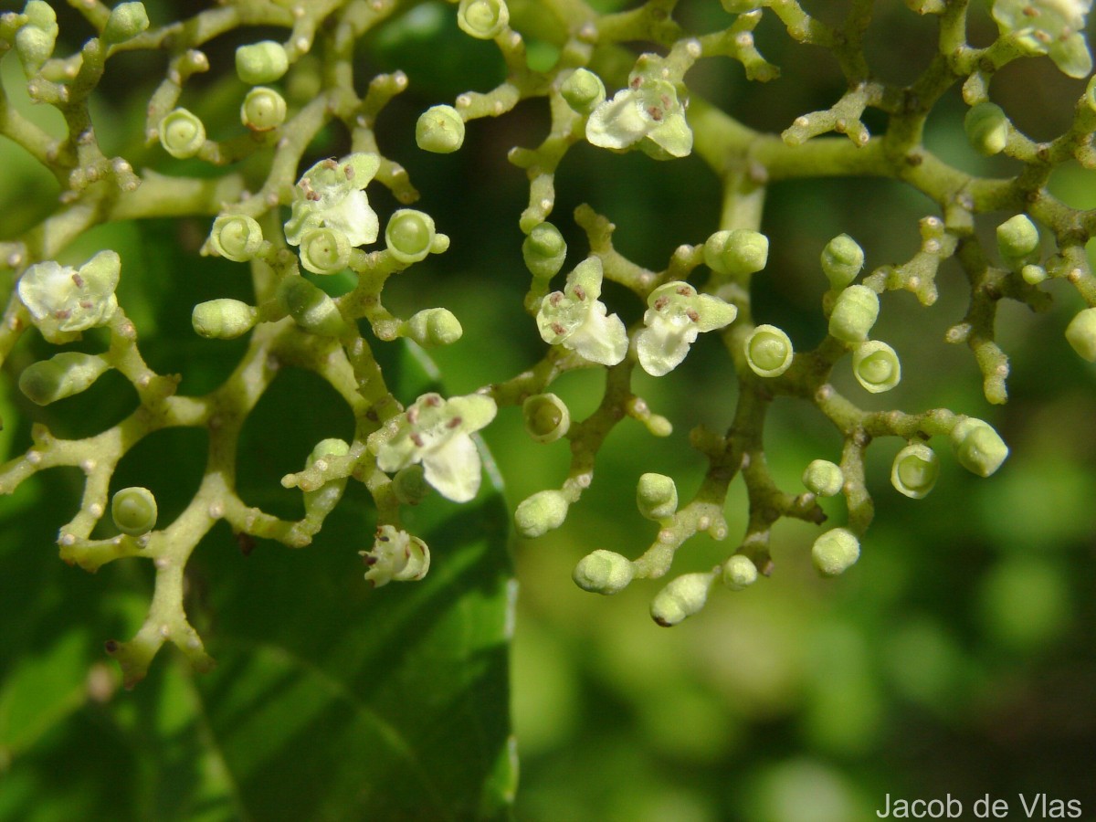 Premna serratifolia L.